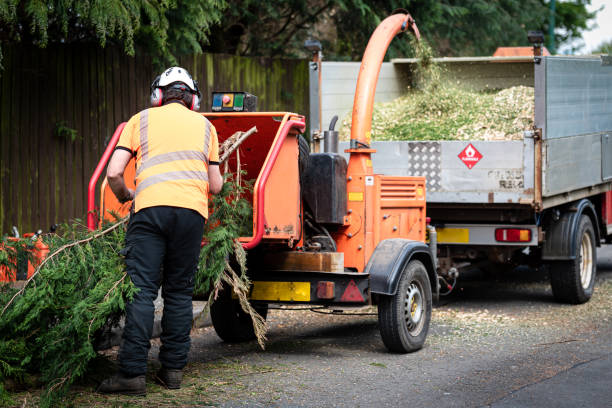 Trusted Warm Springs, OR Tree Care Services Experts