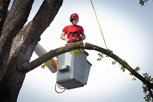 Best Seasonal Cleanup (Spring/Fall)  in Warm Springs, OR